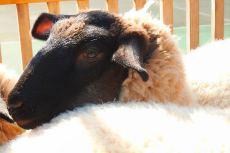 羊の写真(サムネイル)