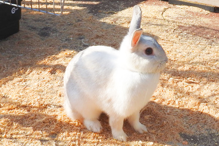 ウサギの写真(サムネイル)